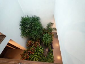 Jardín interior de casa en Parque Jalisco, Puebla