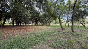 Terreno con árboles en El Carmen, Atlixco, Puebla